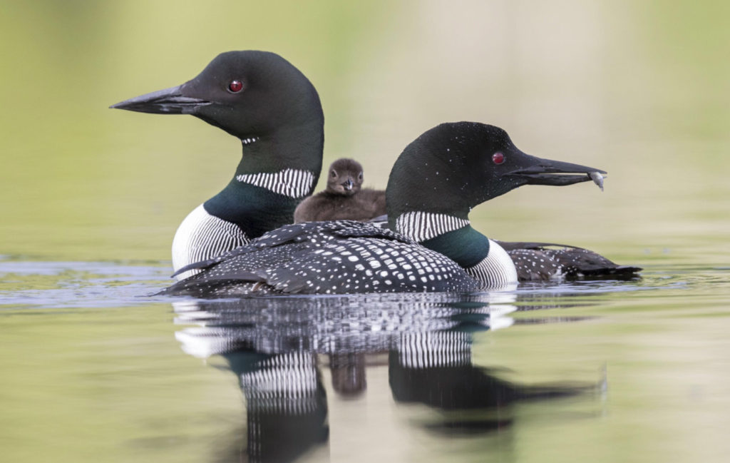 Loon Restoration Project – Wabana Township